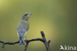 Groenling (Carduelis chloris)