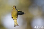 European Greenfinch (Carduelis chloris)