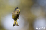 European Greenfinch (Carduelis chloris)