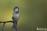 Huismus (Passer domesticus)