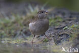 Huismus (Passer domesticus)