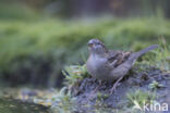 Huismus (Passer domesticus)