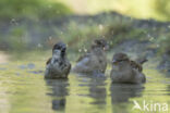 House Sparrow (Passer domesticus)