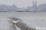 Grote zilverreiger (Casmerodius albus)