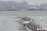 Grote zilverreiger (Casmerodius albus)