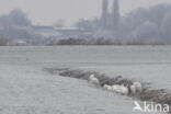 Grote zilverreiger (Casmerodius albus)