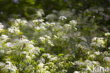 Cow Parsley (Anthriscus sylvestris)