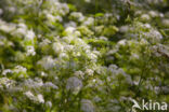 Cow Parsley (Anthriscus sylvestris)