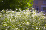 Cow Parsley (Anthriscus sylvestris)