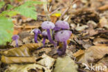 Amethyst Deceiver (Laccaria amethystina)