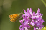 Groot dikkopje (Ochlodes faunus)