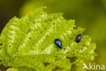 alder leaf beetle (Agelastica alni)