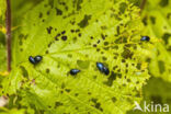 alder leaf beetle (Agelastica alni)