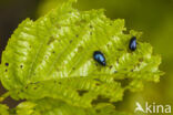 alder leaf beetle (Agelastica alni)