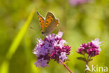 Kleine vuurvlinder (Lycaena phlaeas)