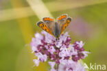 Small Copper (Lycaena phlaeas)