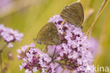 Ringlet (Aphantopus hyperantus)