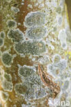 Lichen