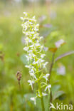 Welriekende nachtorchis (Platanthera bifolia)