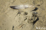 gull (Larus spec.)