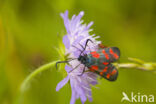 Auspicious Burnet Moth (Zygaena fausta)