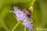 Auspicious Burnet Moth (Zygaena fausta)