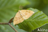 Oak Hook-tip (Watsonalla binaria)