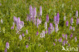 Gevlekte orchis (Dactylorhiza maculata)