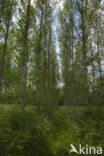 Lombardy Poplar (Populus nigra cv.  Italica )