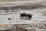 Daisy carpenter bee (Heriades truncorum)