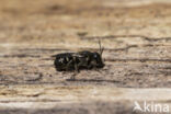 Daisy carpenter bee (Heriades truncorum)