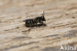 Daisy carpenter bee (Heriades truncorum)