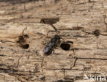 Daisy carpenter bee (Heriades truncorum)