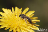 Roodbuikje (Andrena ventralis)