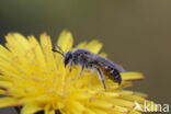 Roodbuikje (Andrena ventralis)