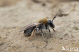 Early Mining Bee (Andrena haemorrhoa)