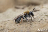 Roodgatje (Andrena haemorrhoa)