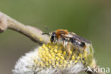 Early Mining Bee (Andrena haemorrhoa)