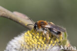 Roodgatje (Andrena haemorrhoa)