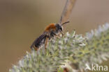 Roodgatje (Andrena haemorrhoa)