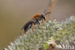 Roodgatje (Andrena haemorrhoa)