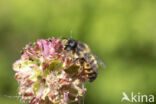 Osmia bicornis