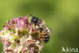 Osmia bicornis