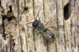 Rosse metselbij (Osmia bicornis)