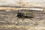 Osmia bicornis