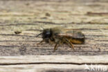 Rosse metselbij (Osmia bicornis)