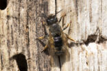 Rosse metselbij (Osmia bicornis)