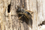 Osmia bicornis