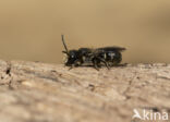 Daisy carpenter bee (Heriades truncorum)