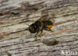 Tuinbladsnijder (Megachile centuncularis)